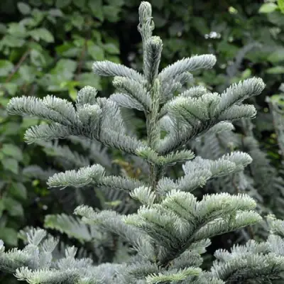 Пихта благородная в Гомеле