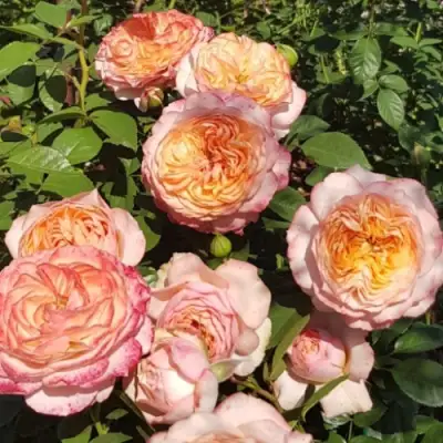 Роза СУРИР ДЕ ХАВР чайно-гибридная в Гомеле