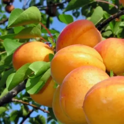 Абрикос ЭДЕЛЬВЕЙС в Гомеле