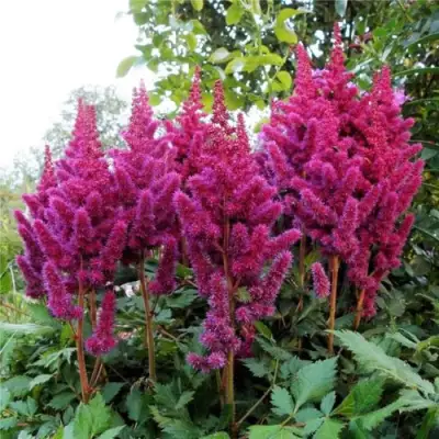 Астильба ВИЖНС китайская в Гомеле