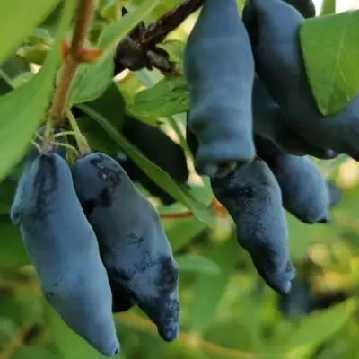 Жимолость съедобная СИЛЬГИНКА в Гомеле