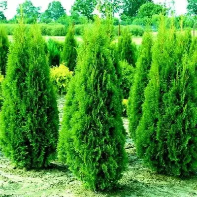 Туя ВИДМАНТ западная в Гомеле