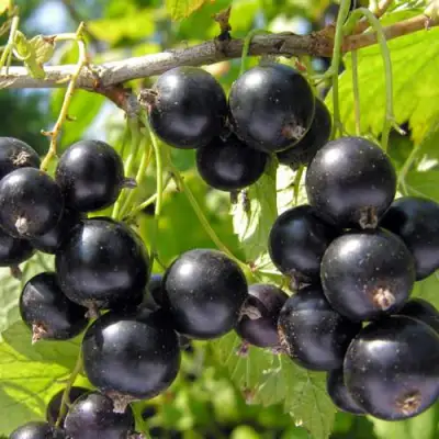 Смородина черная ГАМАЮН в Гомеле