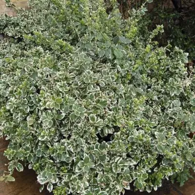 Бересклет ЭМЕРАЛЬД ГАИТИ форчуна  в Гомеле