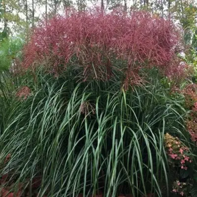 Мискантус МАЛЕПАРТУС китайский  в Гомеле