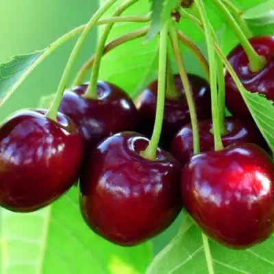 Вишня ВЯНОК в Гомеле