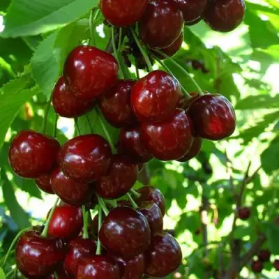 Вишня ВОСТОРГ колонновидная в Гомеле