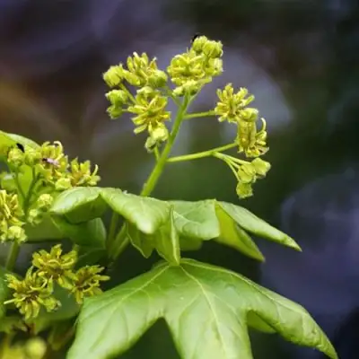 Клен полевой в Гомеле