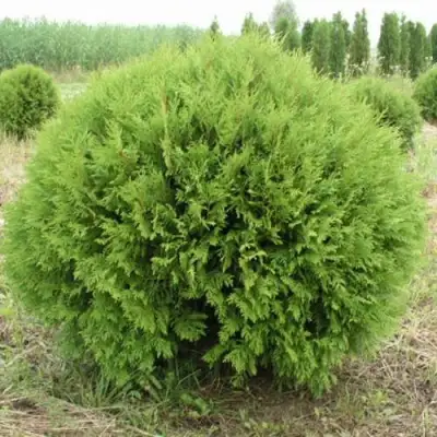 Туя ГЛОБОЗА западная в Гомеле