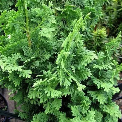 Туя ЗМАТЛИК западная в Гомеле