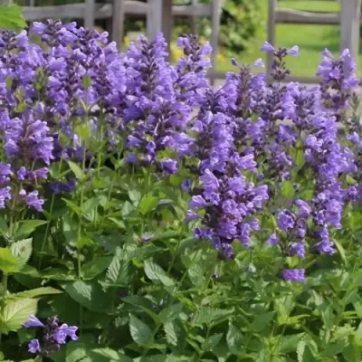 Котовник БЛЮ ДРИМС полусидячий в Гомеле