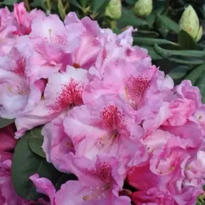 Рододендрон КЛАУДИУС в Гомеле