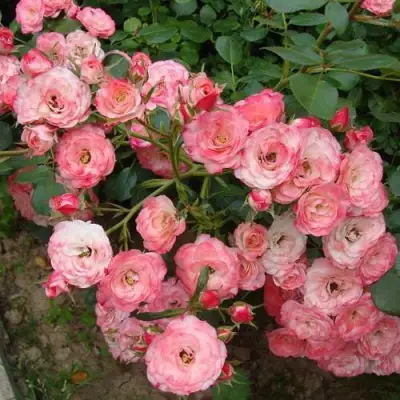 Роза ПАТ ДЕ ВЕЛЮР шраб в Гомеле