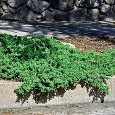 Можжевельник НАНА лежачий в Гомеле
