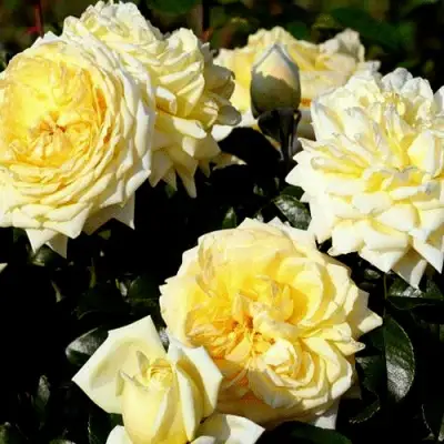 Роза НАДЯ МЕЙДИЛАНД почвопокровная в Гомеле