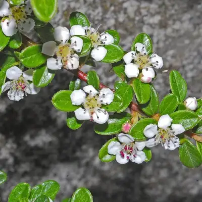 Кизильник ТАНГСТЕДТ горизонтальный  в Гомеле