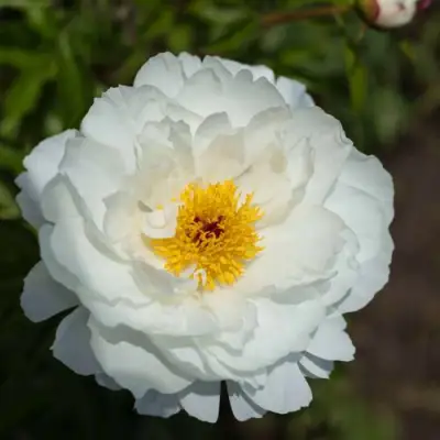 Пион МИСС АМЕРИКА травянистый в Гомеле