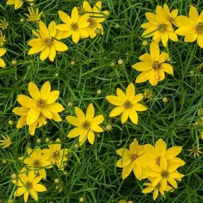 Кореопсис мутовчатый в Гомеле