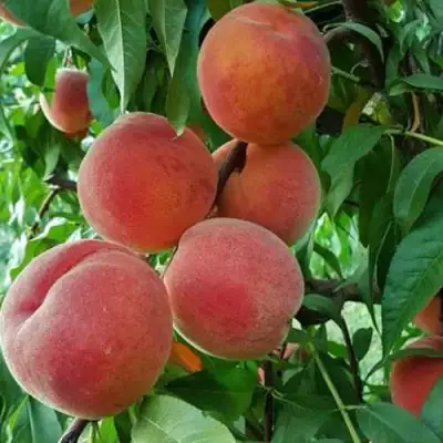 Персик САНКРЕСТ в Гомеле