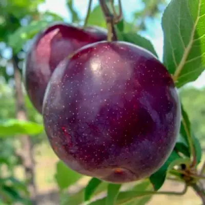 Слива АНЖЕЛИНО в Гомеле