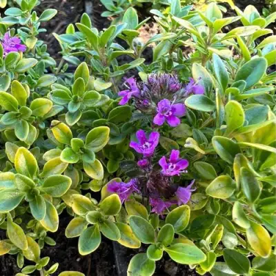 Тимьян АРЧЕРЗ ГОЛД в Гомеле