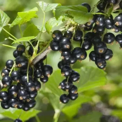 Смородина черная БЕН КОНАН в Гомеле