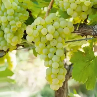 Виноград КИШМИШ МУСКАТНЫЙ в Гомеле