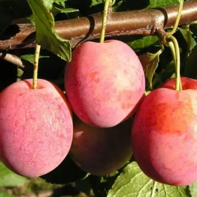 Слива ВИКТОРИЯ в Гомеле