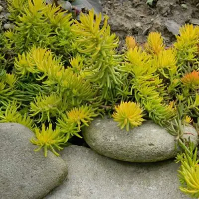 Очиток (седум) АНГЕЛИНА оттогнутый в Гомеле