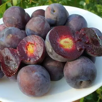 Сливово-вишневый гибрид МЕЙНОР в Гомеле