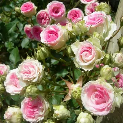 Роза МИМИ ЭДЕН спрей в Гомеле