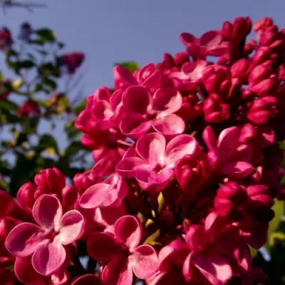 Сирень КРАСНАЯ МОСКВА в Гомеле