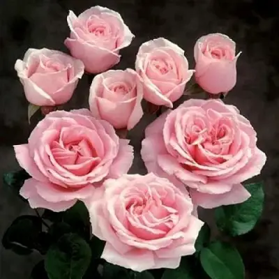 Роза ФРЕДЕРИК МИСТРАЛЬ чайно-гибридная в Гомеле