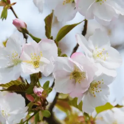 Вишня ОКАМЕ в Гомеле