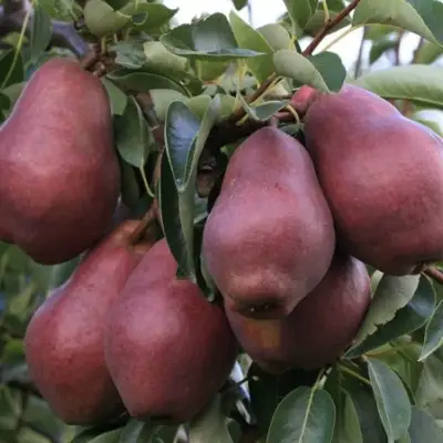 Груша РЕД ВИЛЬЯМС в Гомеле