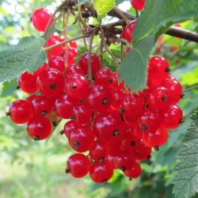 Смородина красная КРАСНАЯ АНДРЕЙЧЕНКО в Гомеле