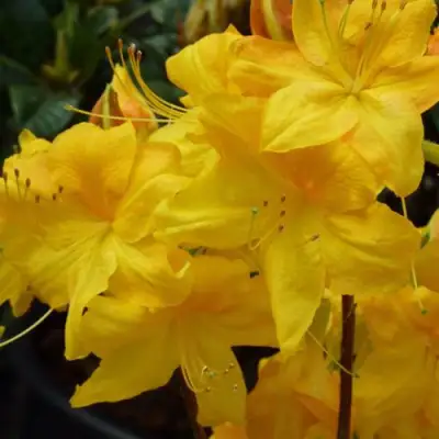 Азалия ЛИМЕТТА листопадная в Гомеле