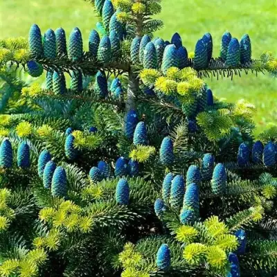 Пихта корейская  в Гомеле