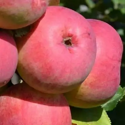 Яблоня ВЭМ-РОЗОВЫЙ в Гомеле