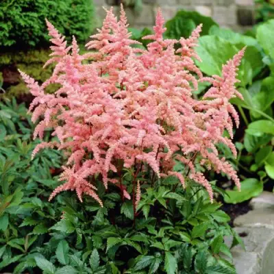 Астильба БРЕССИНГЕМ БЬЮТИ Арендса в Гомеле