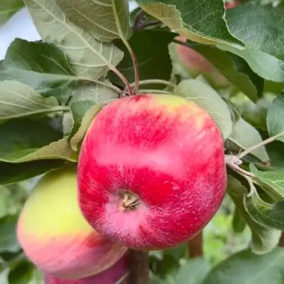 Яблоня АРБАТ колонновидная в Гомеле