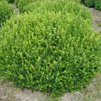 Самшит ФОЛКНЕР в Гомеле