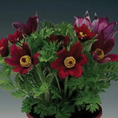 Прострел ПИНВИЛ РЕД ШЕЙДЕС в Гомеле