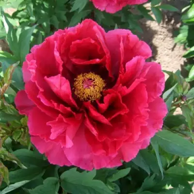 Пион КРАСНЫЙ ГИГАНТ древовидный в Гомеле