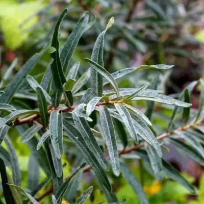 Облепиха АДАМ (МУЖСКАЯ) в Гомеле