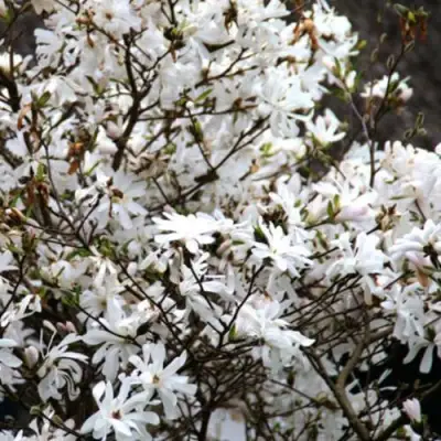 Магнолия СТЕЛЛАТА в Гомеле