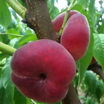 Персик АЛЕКС ИНЖИРНЫЙ в Гомеле