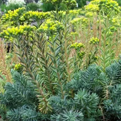 Очиток (седум) отогнутый в Гомеле