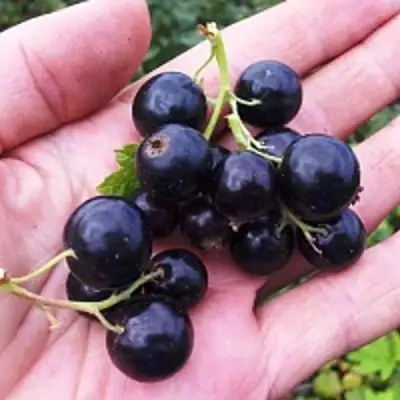 Смородина чёрная ГЕРКУЛЕС в Гомеле