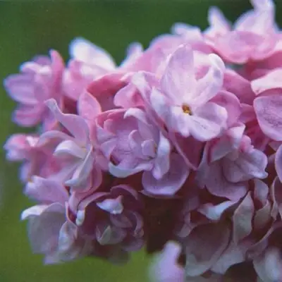 Сирень КАТЕРИНА ХАВЕМЕЙЕР в Гомеле